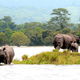 Adult rhinos with a calf at a highland during a flood at Kaziranga National Park in Bagori range of Nagaon district of Assam, India.